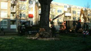 afvoeren van een groote kastanje boom in breda afvoeren van de stam en versnipperen takken tot houtchips.